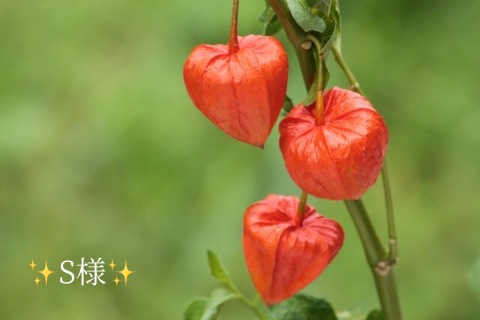 小山真帆 写メ日記 7/8(火) 18:14