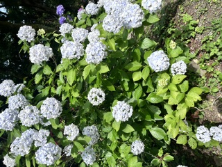 image0.jpeg