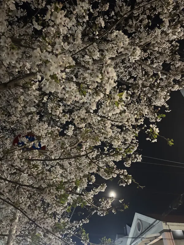 写メ日記 さく 4/4(土) 01:52