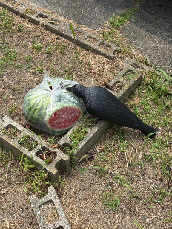 ゆい 写メ日記 7/13(日) 11:54