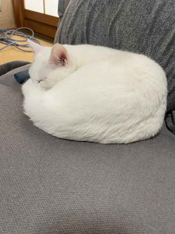 写メ日記 くいん 2/17(火) 17:30