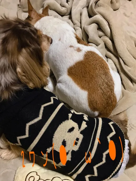 写メ日記 ちふゆ 1/24(土) 18:23