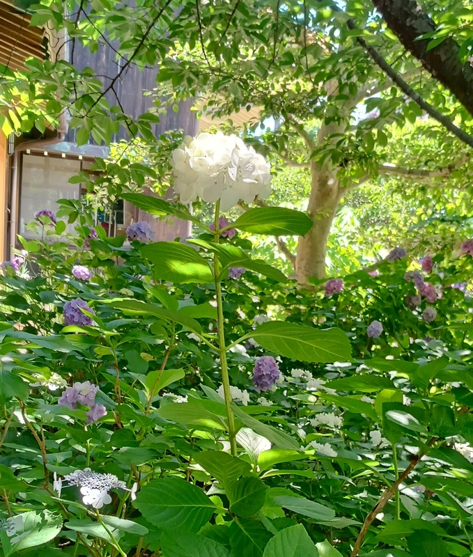 ほのか 写メ日記 6/20(金) 09:36