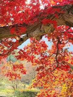 写メ日記 ともこ 12/14(日) 10:07