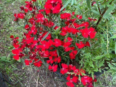 大島かおり 写メ日記 11/6(木) 11:12