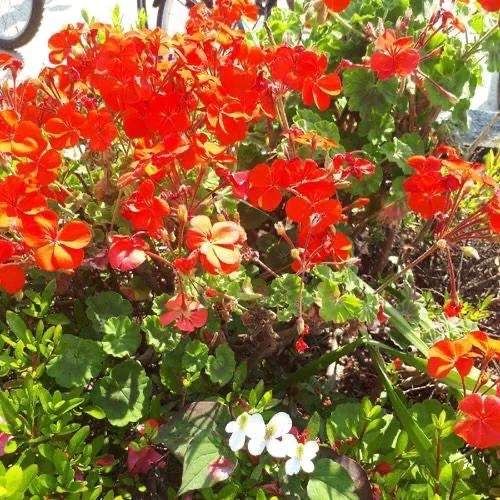 しゅら 写メ日記 10/24(金) 08:04