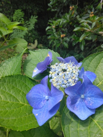 上杉あずさ 写メ日記 6/24(火) 10:58