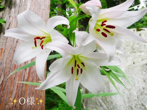 小山真帆 写メ日記 6/23(月) 21:10