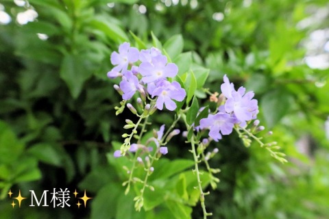 小山真帆 写メ日記 8/11(月) 19:50