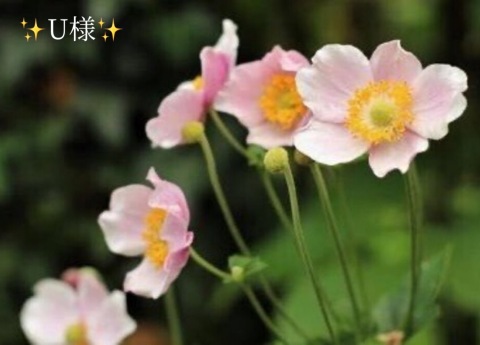 小山真帆 写メ日記 9/14(日) 20:54