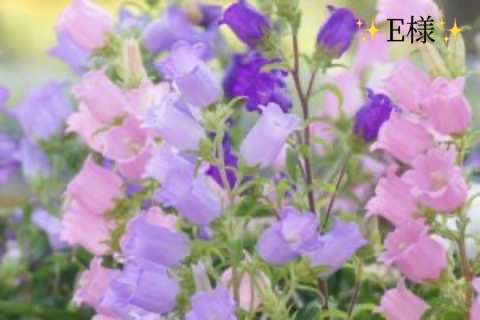 小山真帆 写メ日記 10/4(土) 23:34