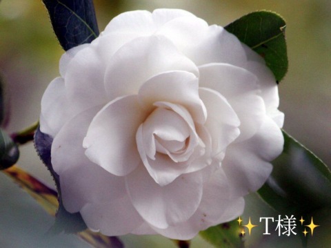 小山真帆 写メ日記 11/11(火) 14:30