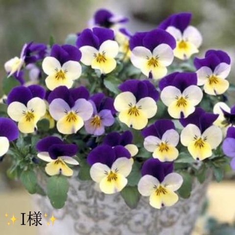 小山真帆 写メ日記 11/11(火) 17:30