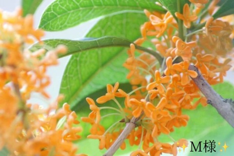 小山真帆 写メ日記 11/24(月) 23:20