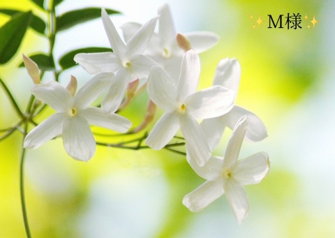 小山真帆 写メ日記 11/27(木) 19:44