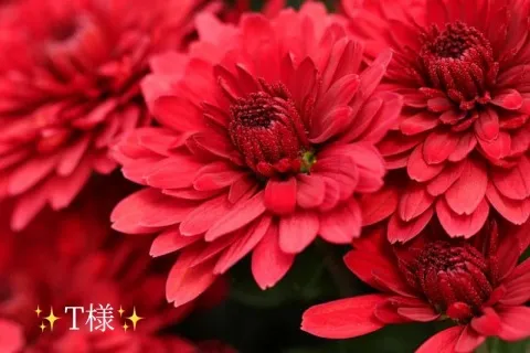 写メ日記 小山真帆 11/27(木) 21:25