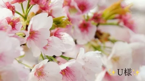 写メ日記 小山真帆 2/22(日) 12:58