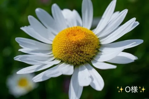 写メ日記 小山真帆 3/10(火) 20:18