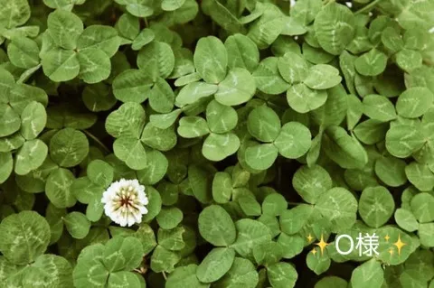 写メ日記 小山真帆 4/3(金) 11:48