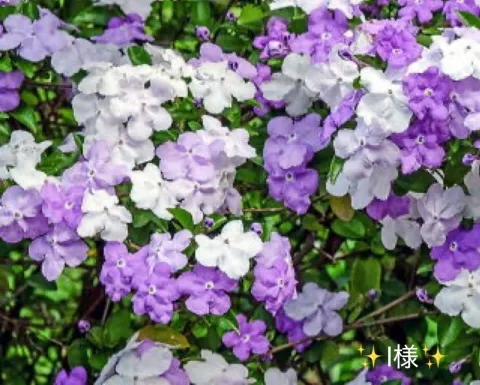 写メ日記 小山真帆 5/24(日) 23:40