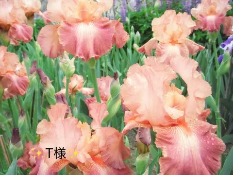 写メ日記 小山真帆 5/24(日) 23:52