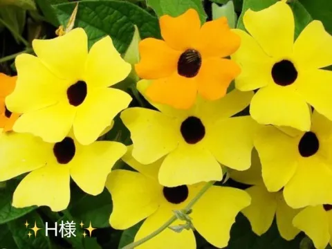 写メ日記 小山真帆 6/13(土) 22:42