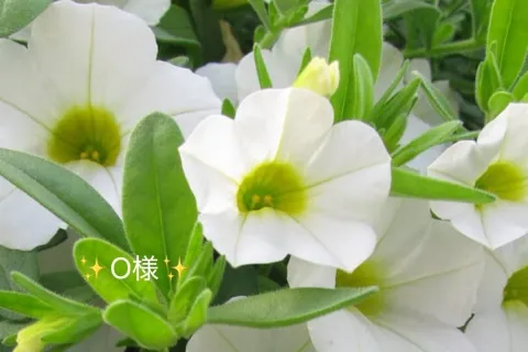 写メ日記 小山真帆 6/25(木) 21:18