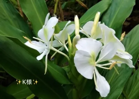 写メ日記 小山真帆 7/24(金) 07:48