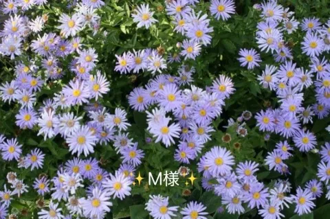 写メ日記 小山真帆 8/27(木) 20:32