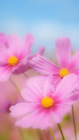 福岡みくる 写メ日記 10/11(土) 15:30