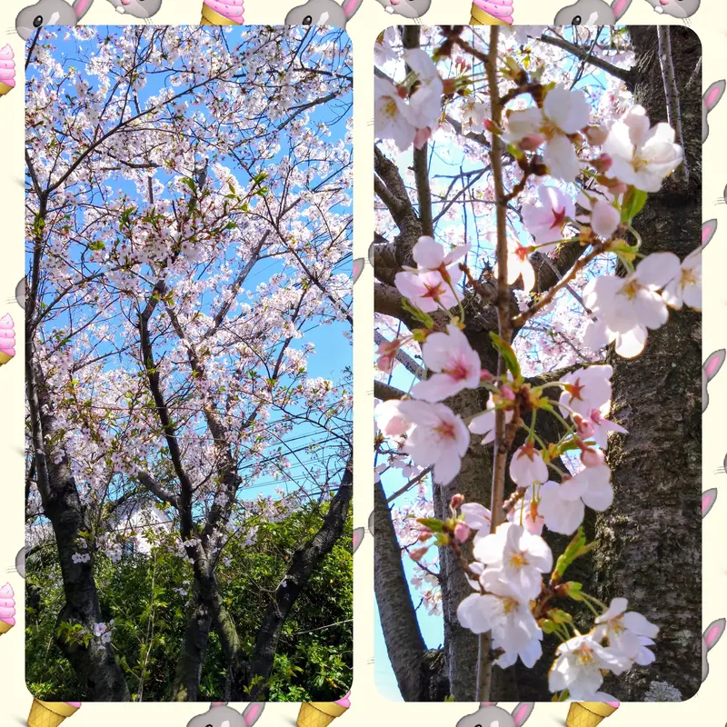 写メ日記 篠原尚美 4/8(水) 14:12