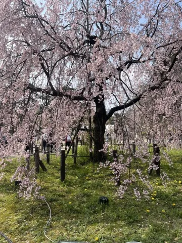 写メ日記 笠原みお 3/30(月) 13:00