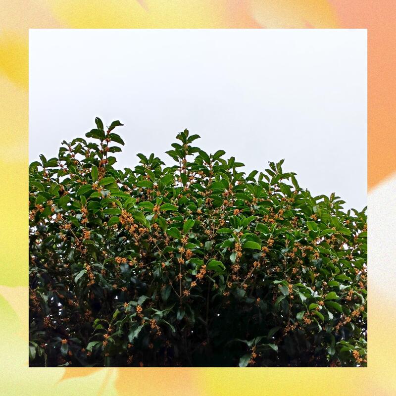 みりあ 写メ日記 10/12(日) 11:50