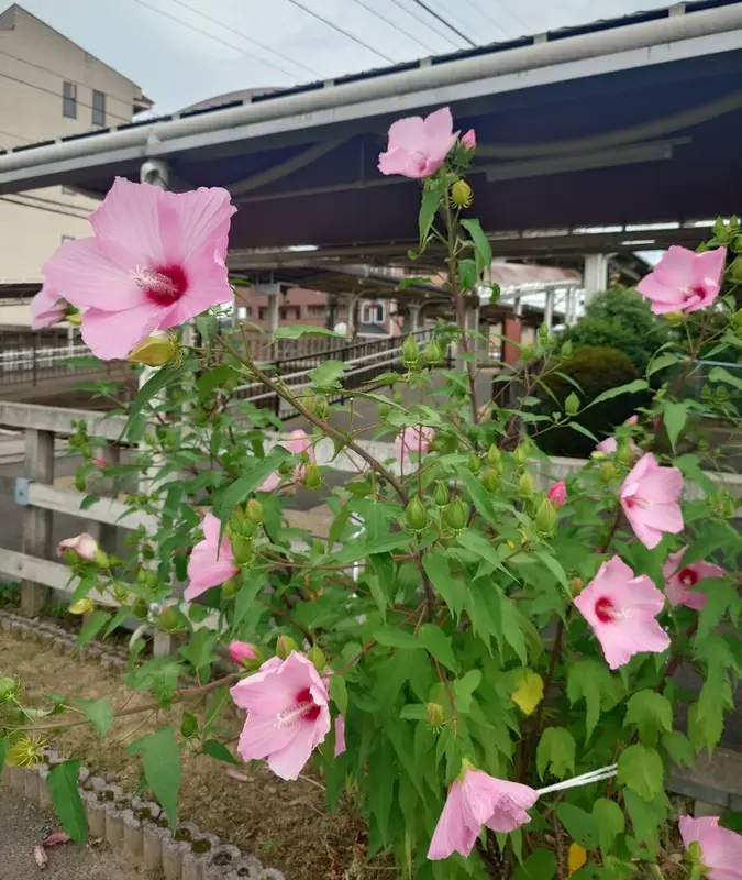 写メ日記 いちか 7/15(水) 23:05