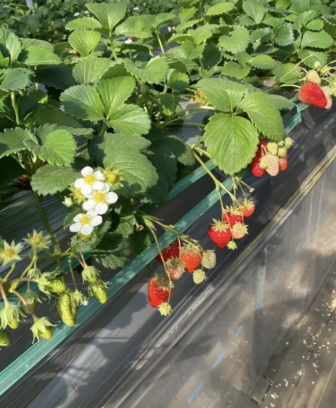 写メ日記 りりか 3/1(日) 11:39