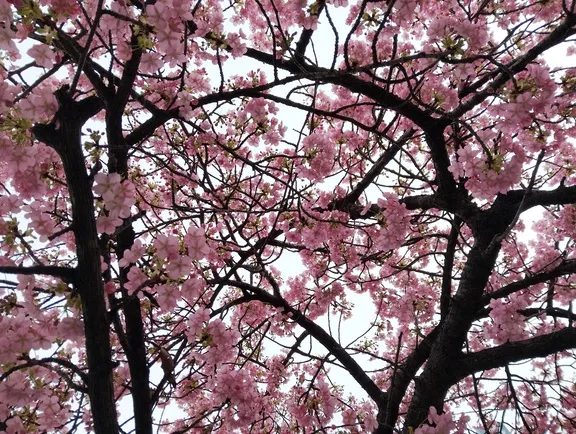 写メ日記 さくら 3/2(月) 15:38