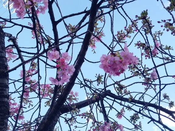 写メ日記 さくら 3/4(水) 12:54