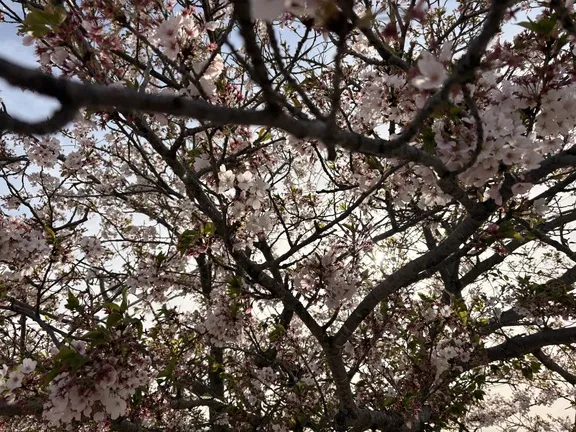 写メ日記 みだら 4/15(水) 10:18