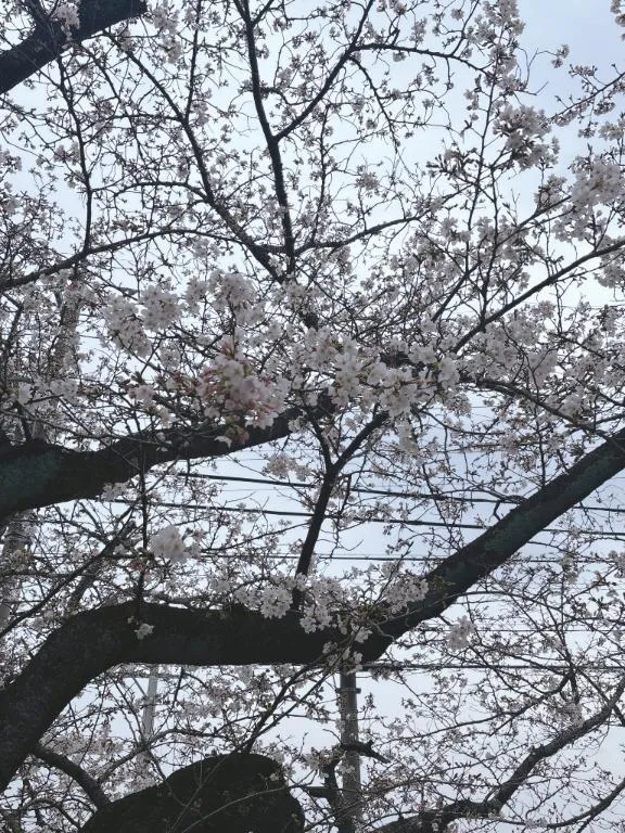 写メ日記 彩星(あやせ) 4/2(木) 23:32