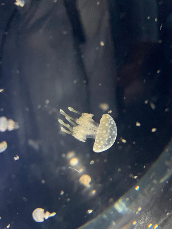 あおい 写メ日記 11/3(月) 08:38