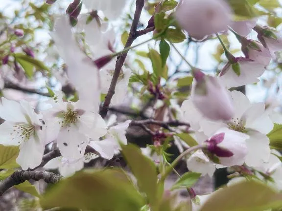 写メ日記 ゆめ 3/31(火) 15:10