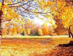 矢田（やだ） 写メ日記 10/11(土) 12:59