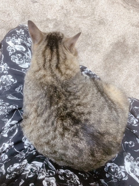 さくら 写メ日記 5/31(土) 03:34