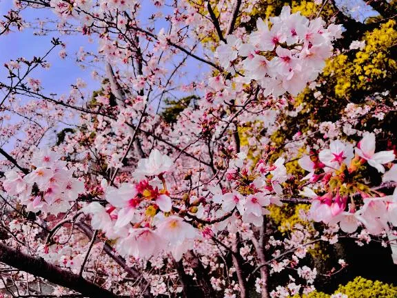 写メ日記 さき 4/8(水) 11:09