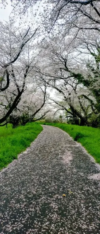 写メ日記 ゆら 4/6(月) 11:33