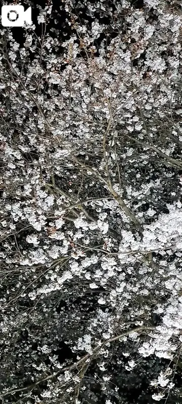 写メ日記 まつり 3/30(月) 17:33