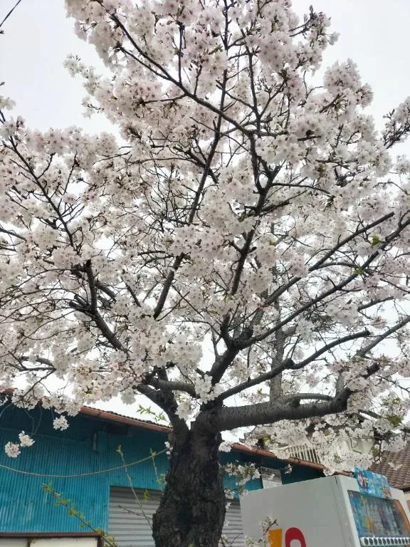 写メ日記 アンナ 4/5(日) 09:21