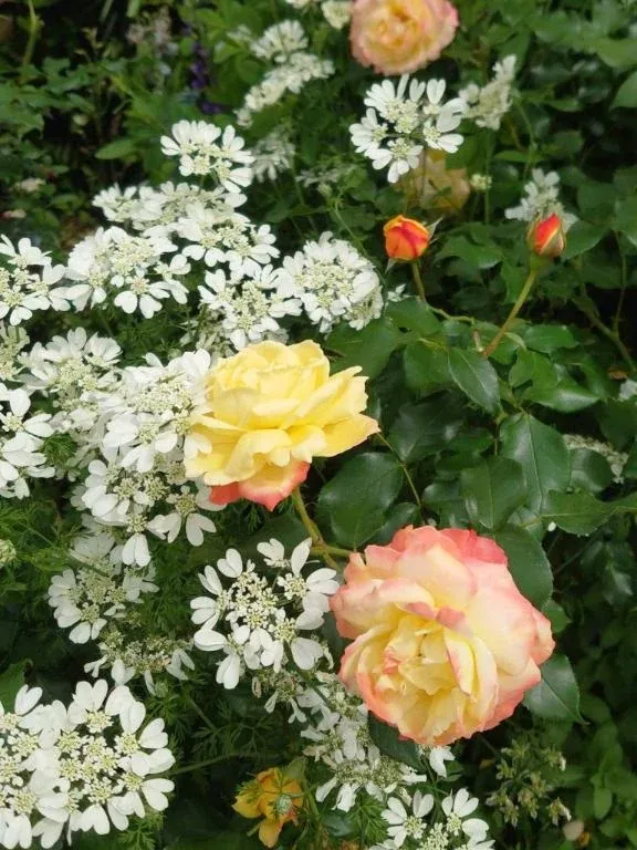 写メ日記 ゆず 4/5(日) 17:01