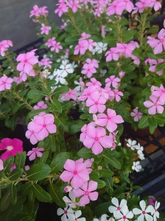 写メ日記 ゆず 4/16(木) 17:01