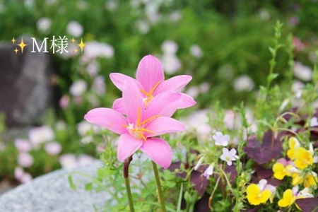 写メ日記 小山真帆 9/30(火) 17:36